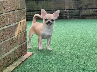 Chihuahua dogs for sale: Stunning Fawn Smooth coat Chihuahua Available. - Advert 1