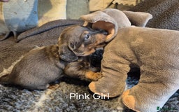 Dachshund dogs for sale: Dachshund Puppies looking for forever homes - Image 24