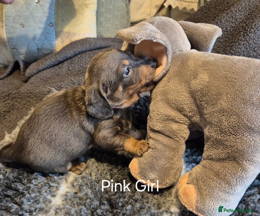 Dachshund dogs for sale: Dachshund Puppies looking for forever homes - Image 24