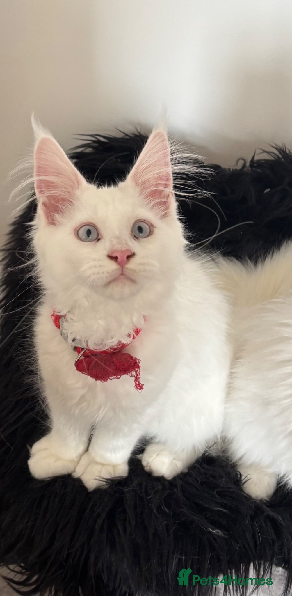 Maine Coon cats Gorgeous, XXL Russian Maine Coon kittens - Advert 1