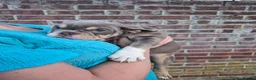 English Bulldog dogs for sale: Fully Vaccinated Ready To leave English Bulldog - Advert 24