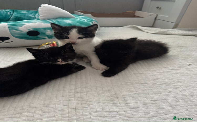 Domestic Shorthair cats - Advert 1