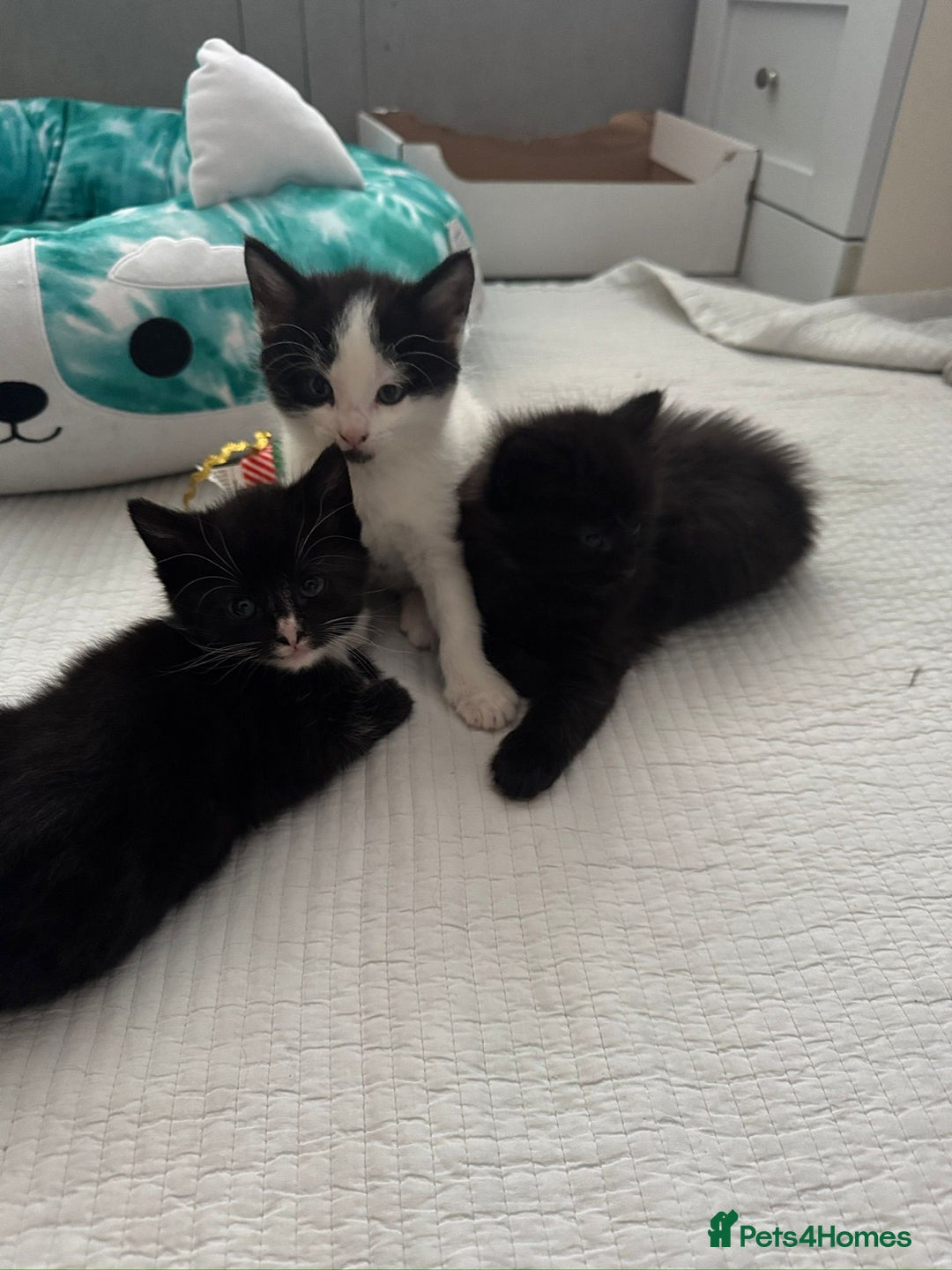 Domestic Shorthair cats for sale: 5 Playful Tuxedo & Black Kittens – Ready Now - Image 1