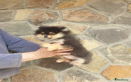 Pomeranian dogs for sale: STANN in Bradford - Image 8