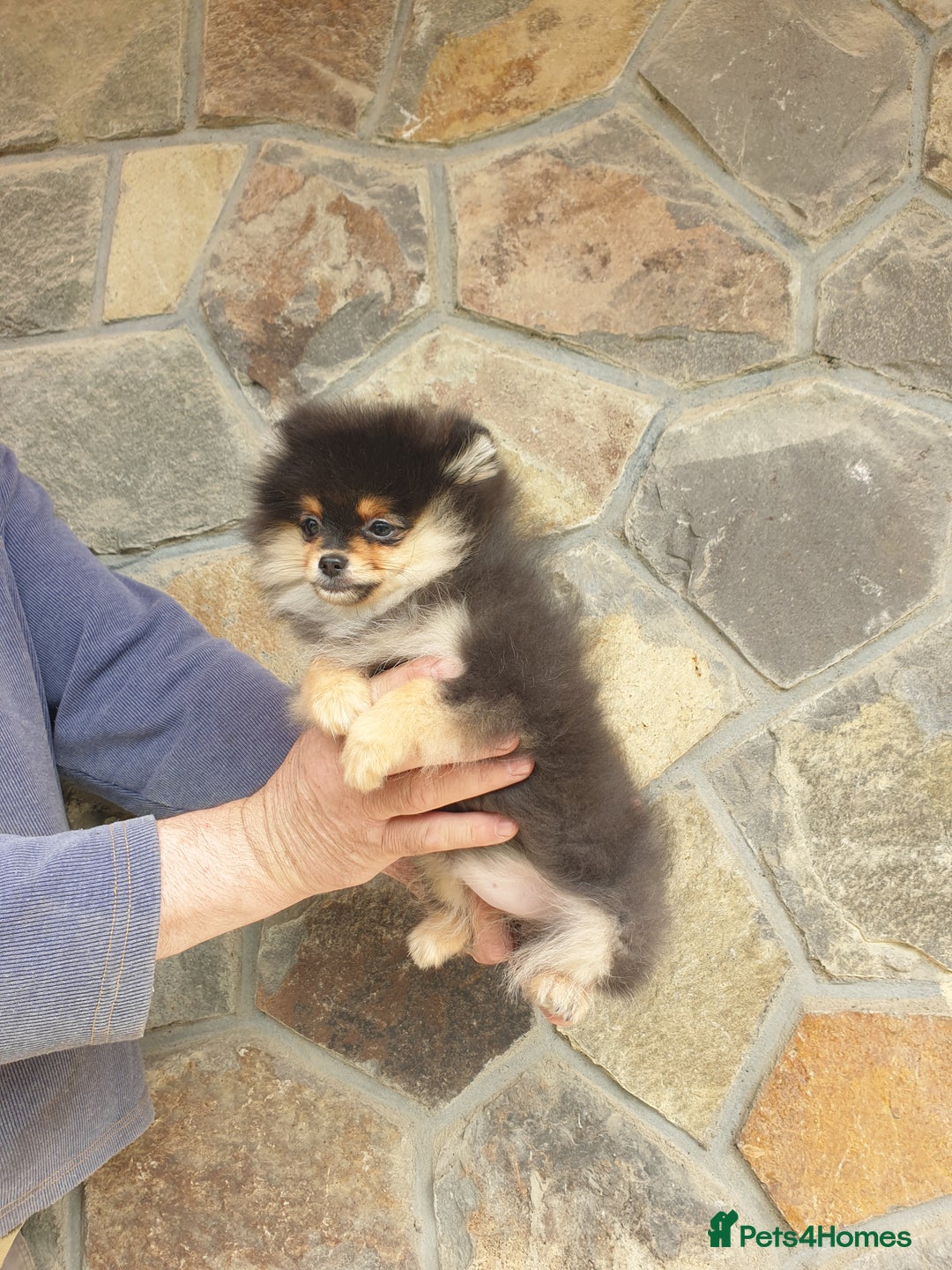 Pomeranian dogs for sale: STANN in Bradford - Image 8