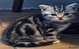 British Shorthair cats for sale: Beautiful bsh kittens  - Image 21