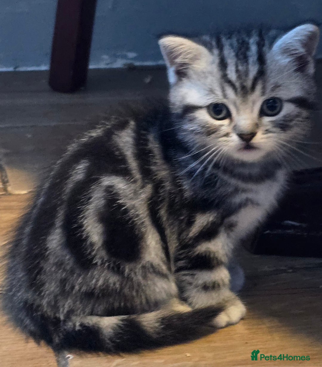 British Shorthair cats for sale: Beautiful bsh kittens  - Image 21