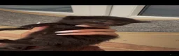 Norwegian Forest Cat cats for sale: 10 stunning family raised kittens - Advert 8