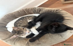Mixed Breed cats for sale: Two gorgeous girls and full care kit - Image 1