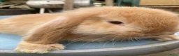 French Lop rabbits for sale: French Lop Bunnies in London - Advert 6