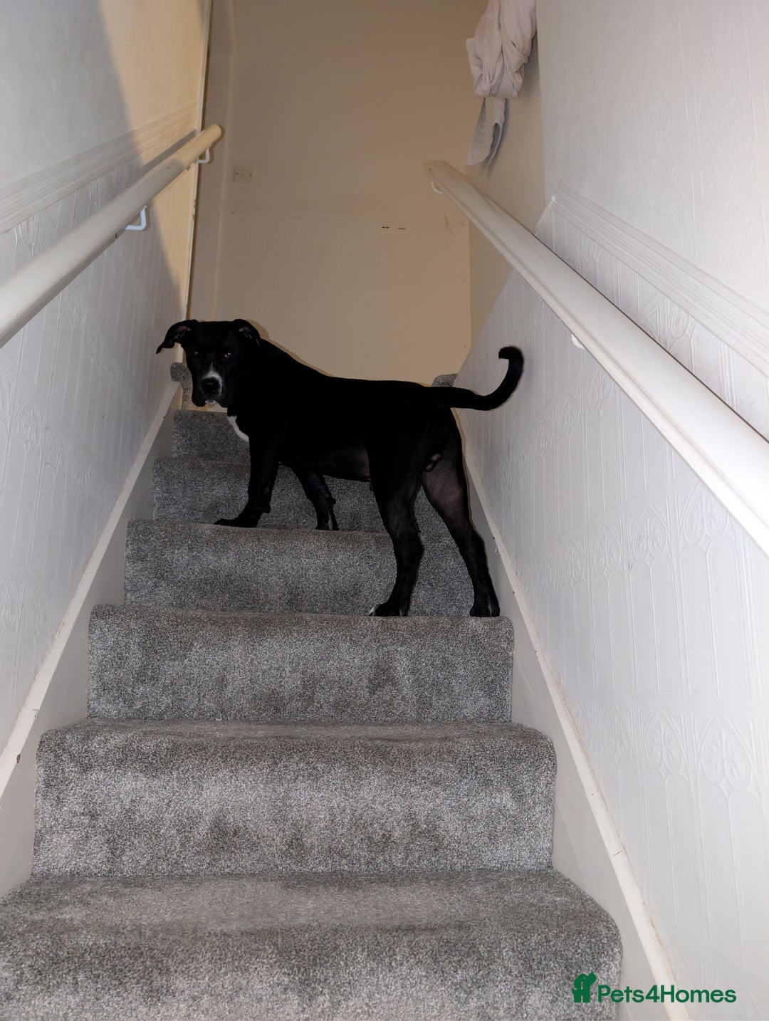 Presa Canario dogs for sale: Presa canario 5 half month old pup - Image 5