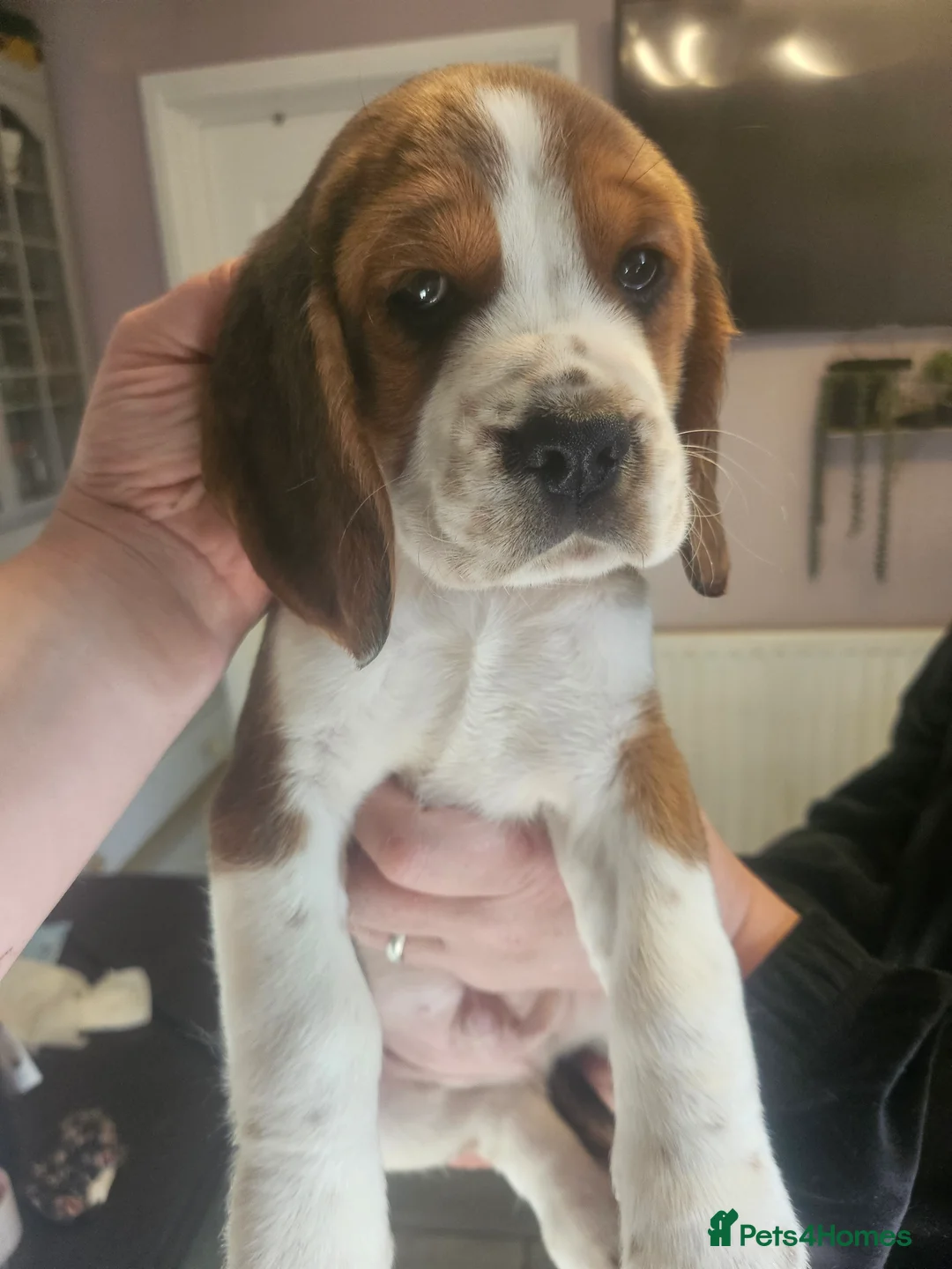 Bocker dogs for sale: Beagle cross with cooker spaniel  - Advert 3