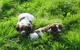 English Springer Spaniel dogs for sale: Gorgeous English Springer Spaniel Puppies - Image 4