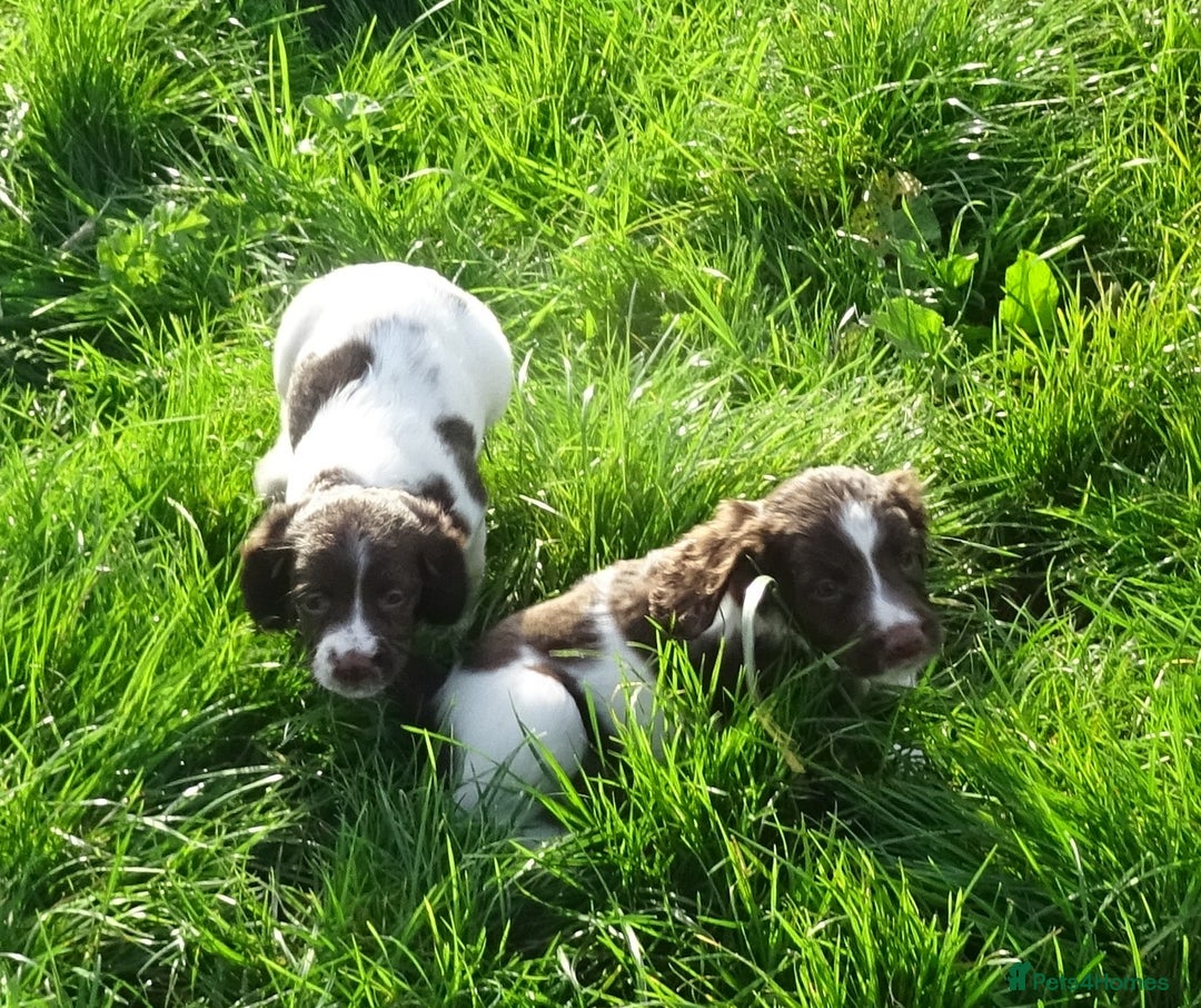 English Springer Spaniel dogs for sale: Gorgeous English Springer Spaniel Puppies - Image 4