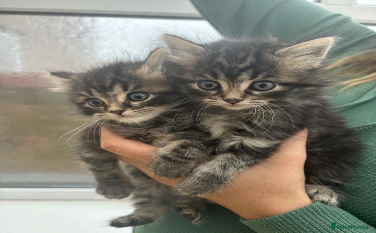 Maine Coon cats - Advert 15