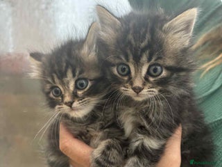 Maine Coon cats - Advert 23