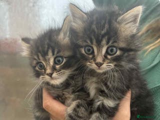 Maine Coon cats Maine coon xxx - Advert 13