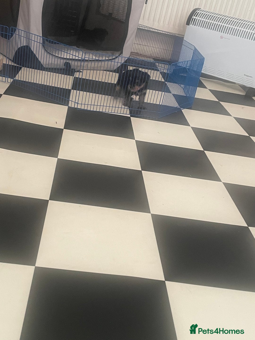 Yorkshire Terrier dogs for sale: Yorkshire Terrier puppies 🐶  - Advert 23