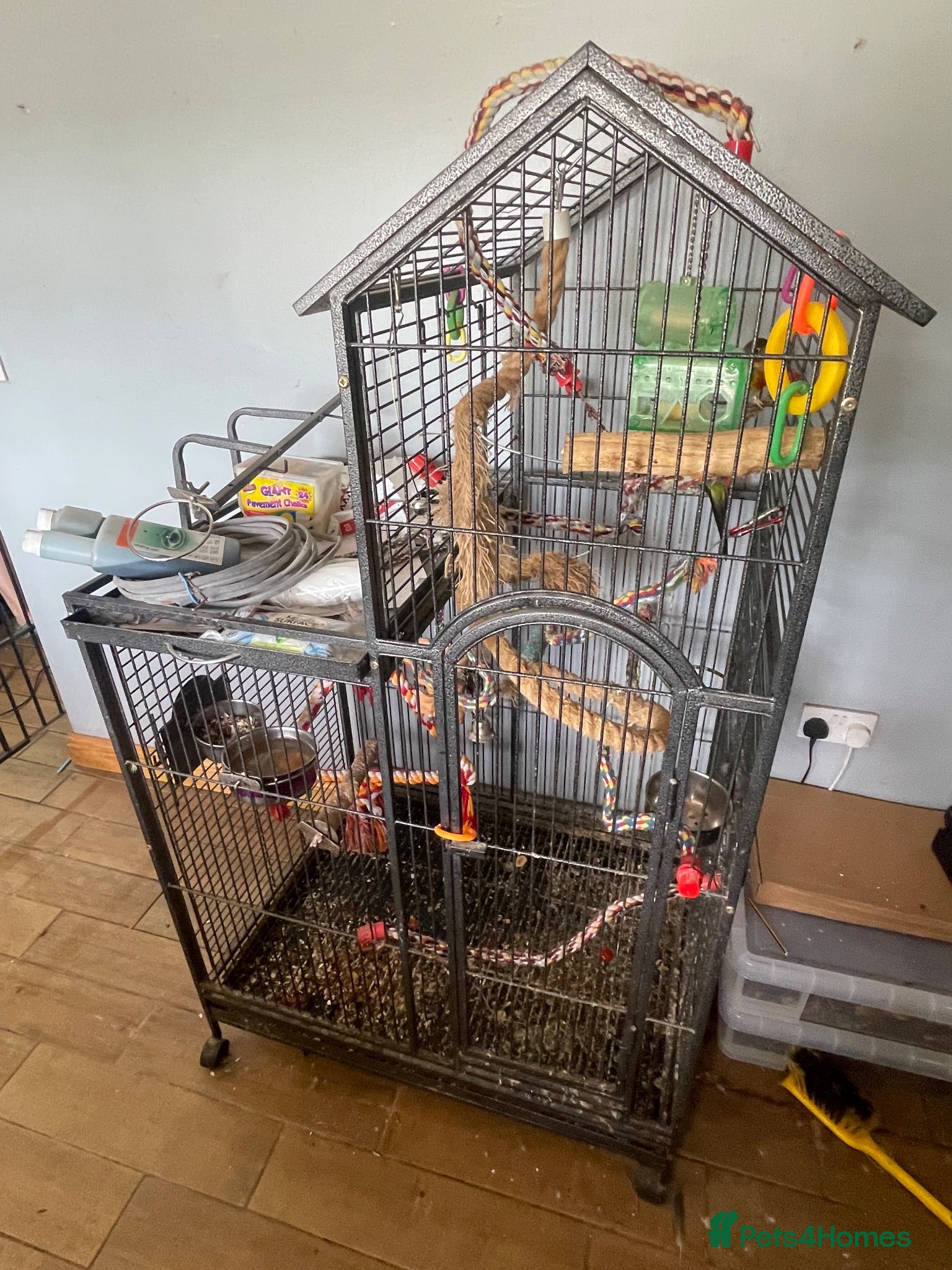 Conures birds Jenday and green cheek conures with cage  - Advert 1