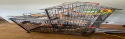 Conures birds for sale: Jenday and green cheek conures with cage  in Cannock - Advert 1