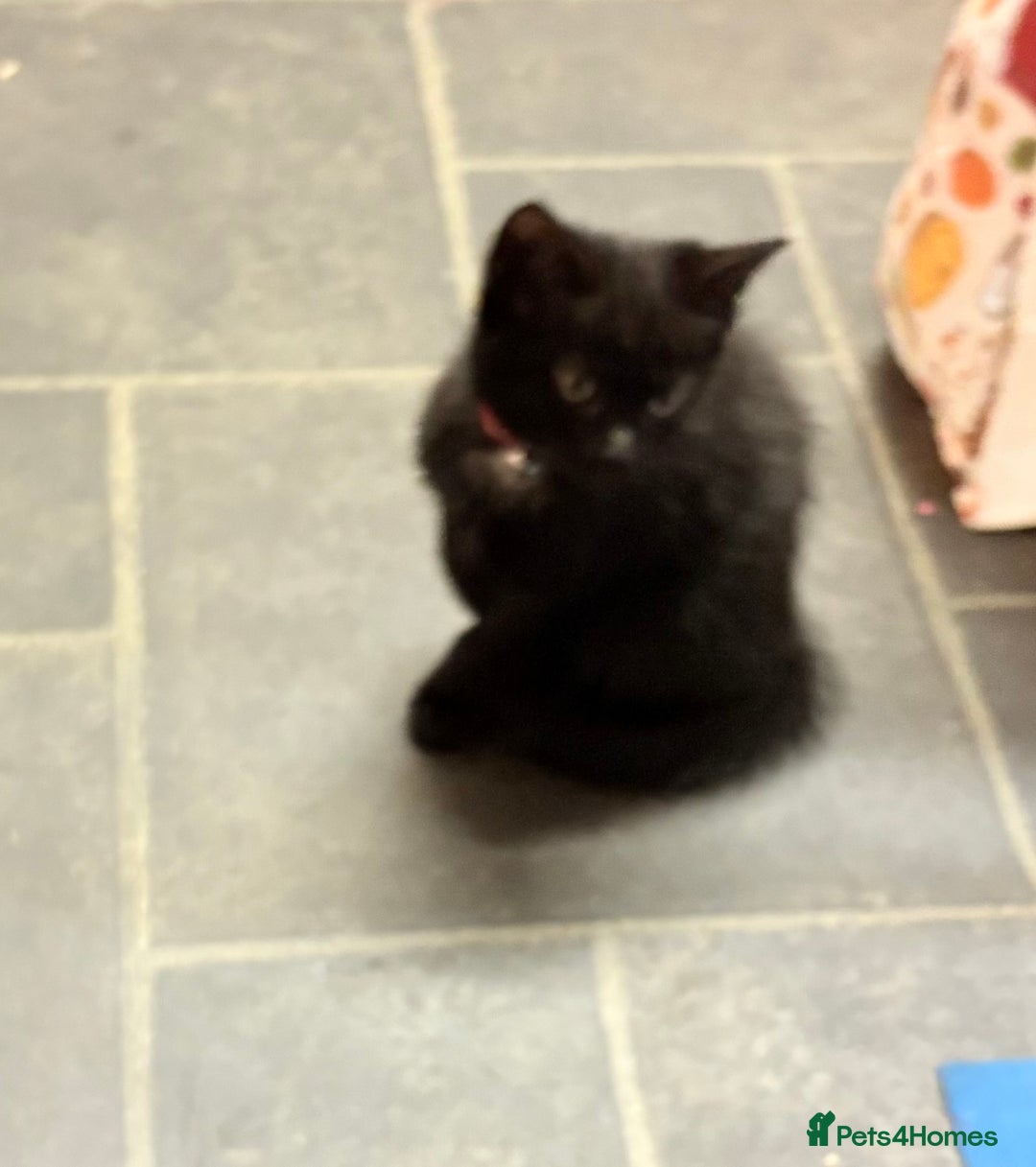 Mixed Breed cats for sale: 1 little girl kitten left  - Image 5