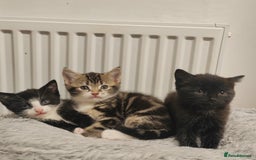 Mixed Breed cats for sale: Marble Bengal cross  - Image 1