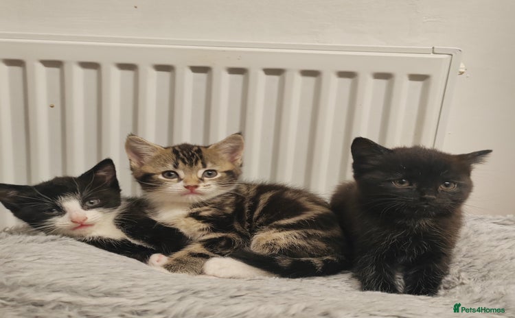 Mixed Breed cats - Advert 4