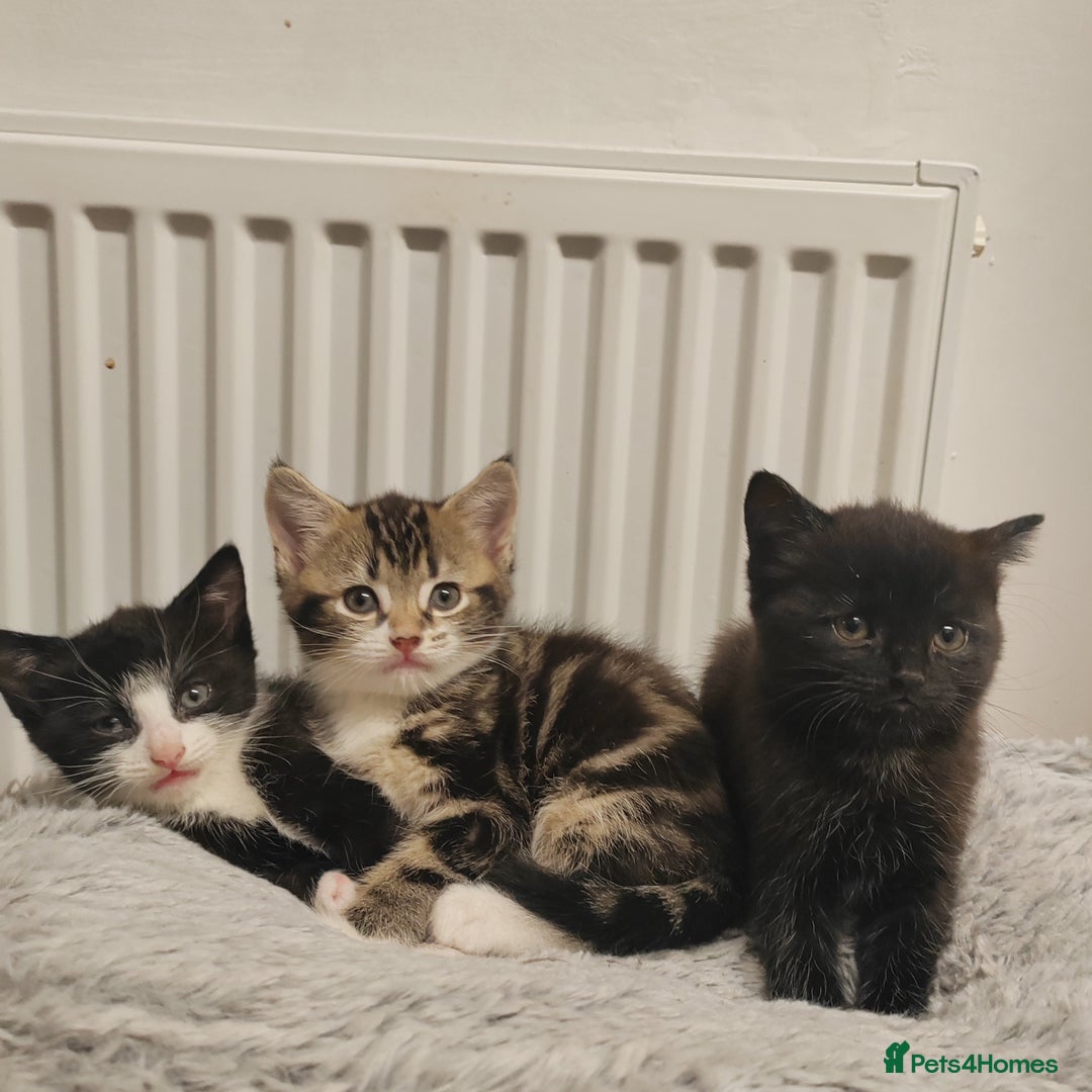 Mixed Breed cats for sale: Marble Bengal cross  - Image 1