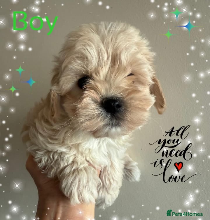 Maltipoo dogs Exceptional Genuine Maltipoo Puppies  - Advert 1