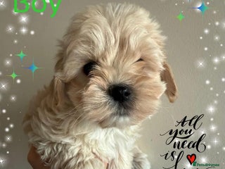 Maltipoo dogs Exceptional Genuine Maltipoo Puppies - Advert 1