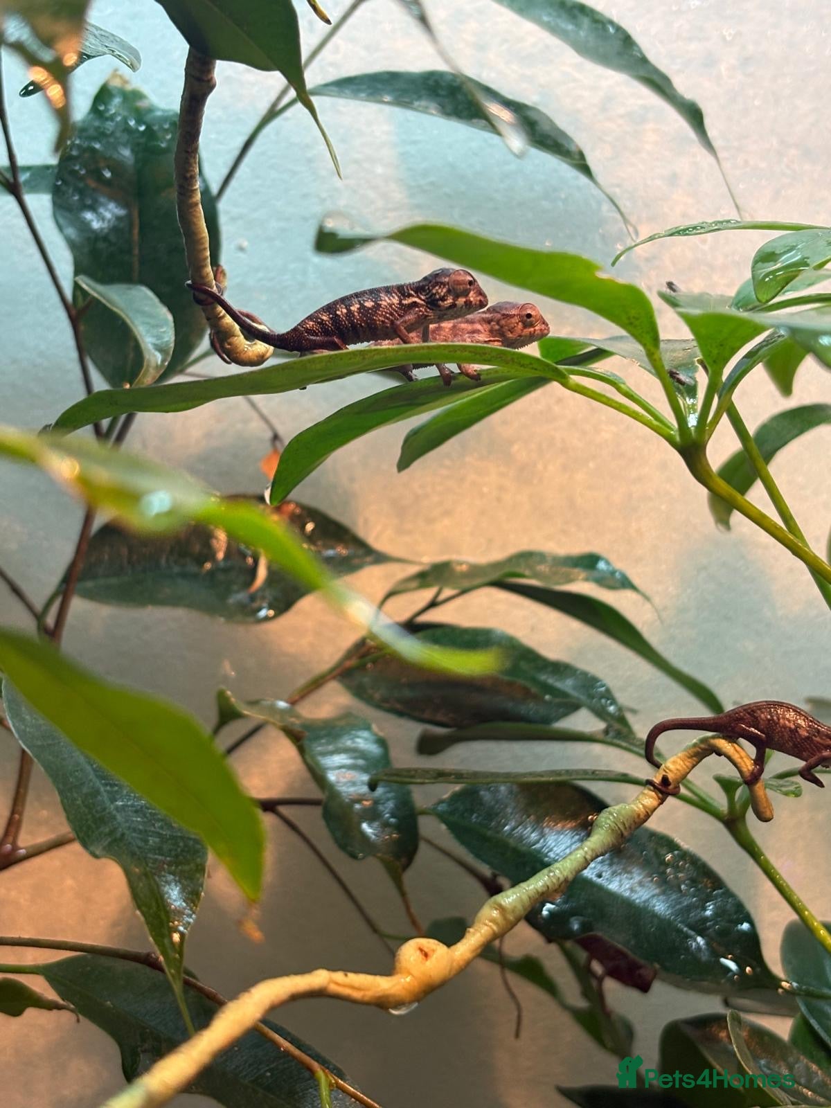 Chameleon reptiles Blue Ambanja Panther Chameleons  - Advert 1