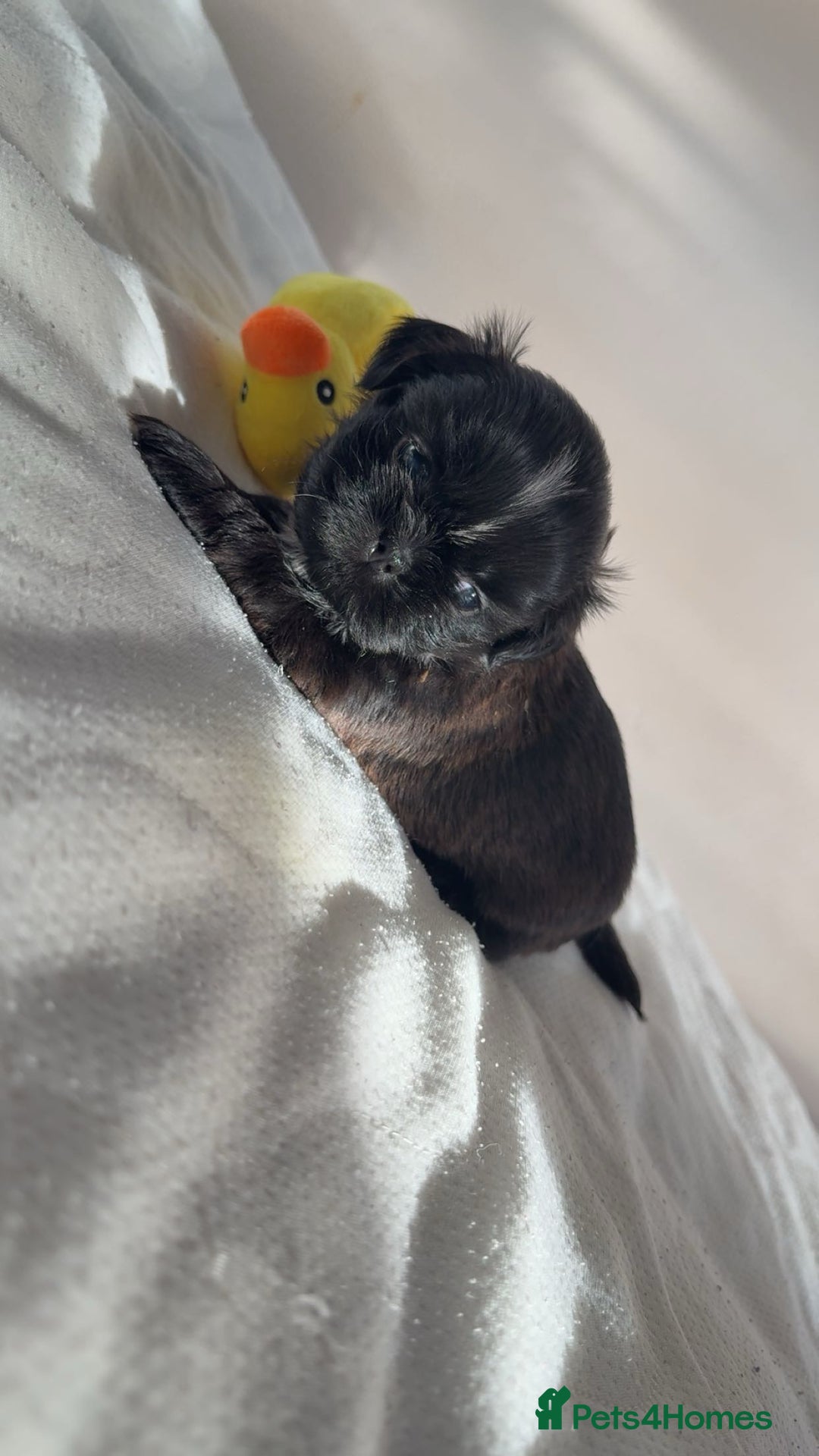 Shih Tzu dogs for sale: Tri-Colour KC Imperial Shih Tzu Puppies - Advert 20