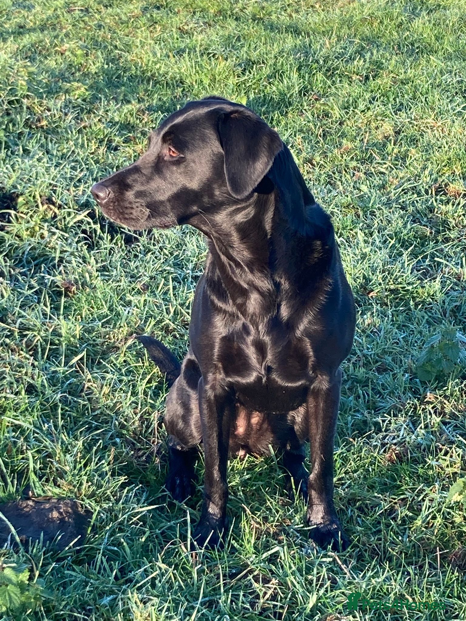 Labrador Retriever dogs  Black Labrador puppies - Advert 7