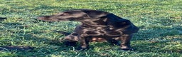 Labrador Retriever dogs for sale:  Black Labrador puppies - Advert 1