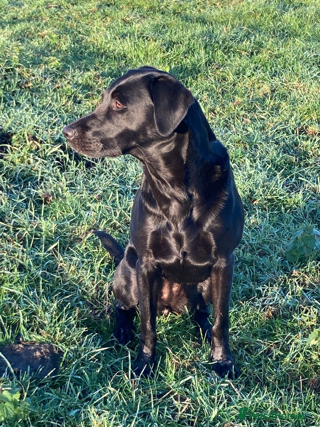 Labrador Retriever dogs for sale:  Black Labrador puppies - Advert 1