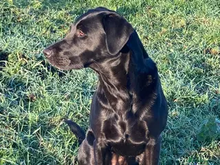 Labrador Retriever dogs Black Labrador puppies - Advert 18