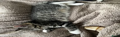 Mixed Breed Kitten 1