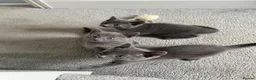 Russian Blue cats for sale: Russian blue kittens  - Advert 14