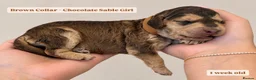 Cockapoo dogs for sale: Extensively DNA Tested Cockapoo Puppies 🧬 - Advert 10