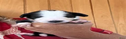 Sheepadoodle dogs for sale: Stunning Sheepadoodle puppies  - Advert 27