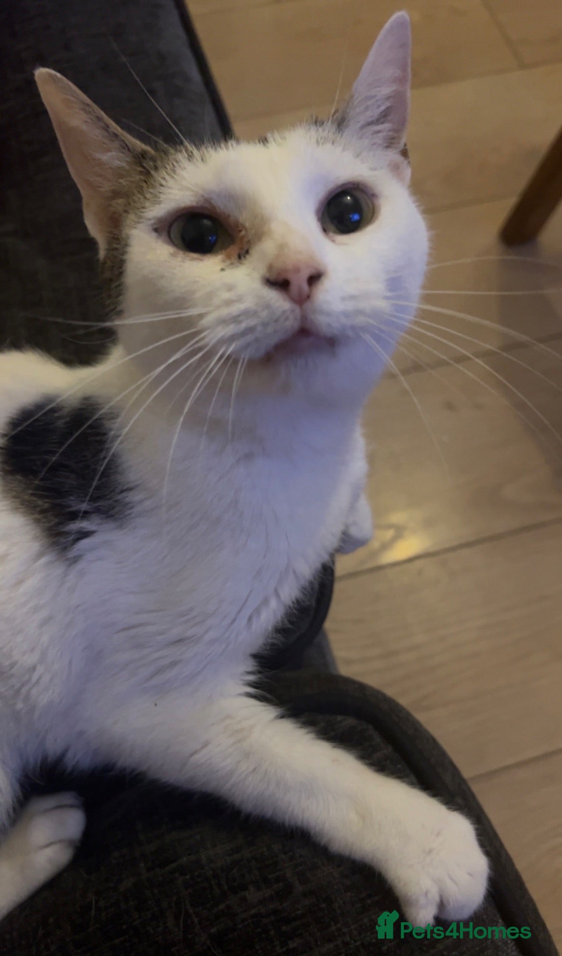 Mixed Breed cats Female cat for rehoming  - Advert 1