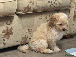 Goldendoodle dogs - Advert 3