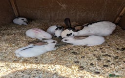 Mixed Breed rabbits for sale: Lots of bunnies for sale  - Image 8