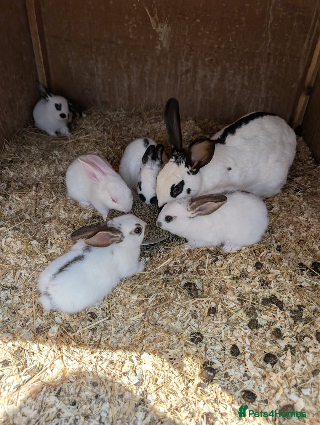 Mixed Breed rabbits for sale: Lots of bunnies for sale  - Image 8
