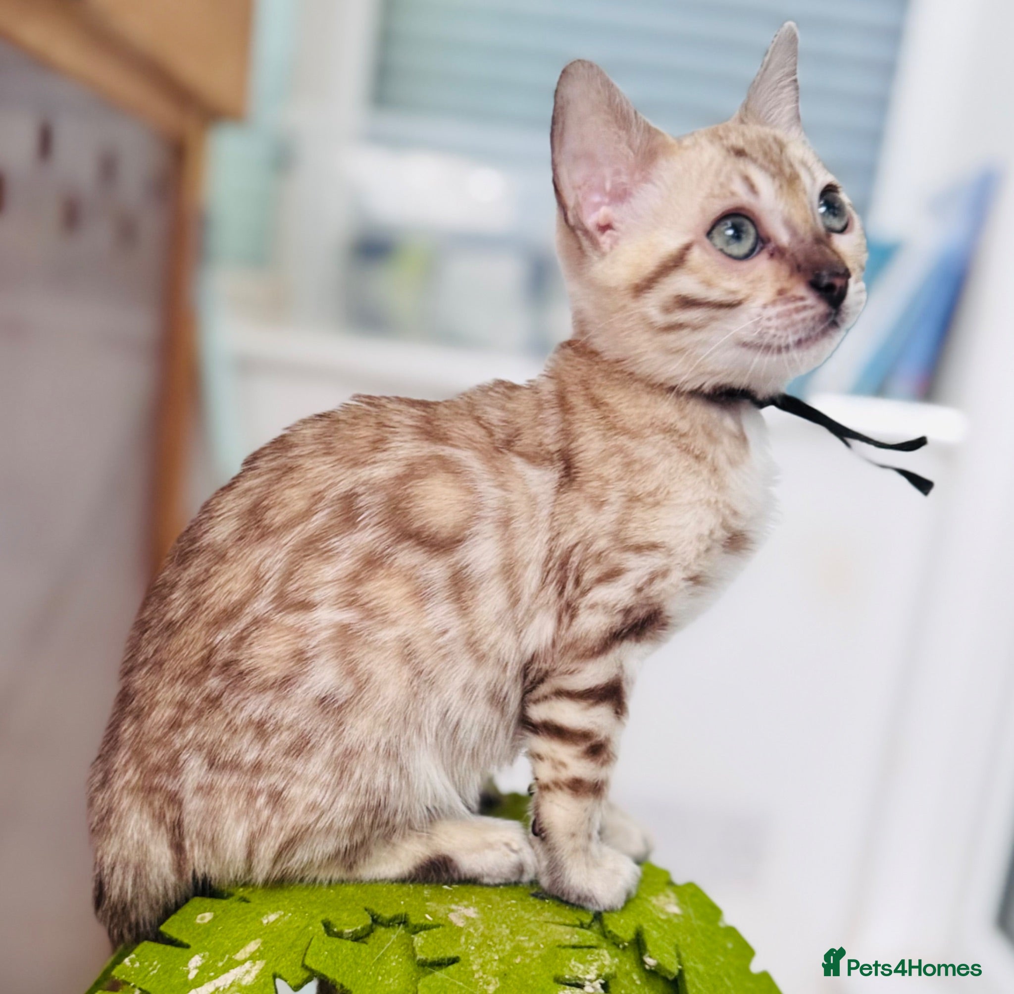 Bengal cats TICA Reg Bengal Kittens. Ready to Leave 30th June - Advert 1