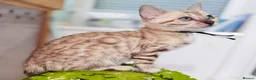 Bengal cats for sale: TICA Reg Bengal Kittens. Ready to Leave 30th June - Advert 1