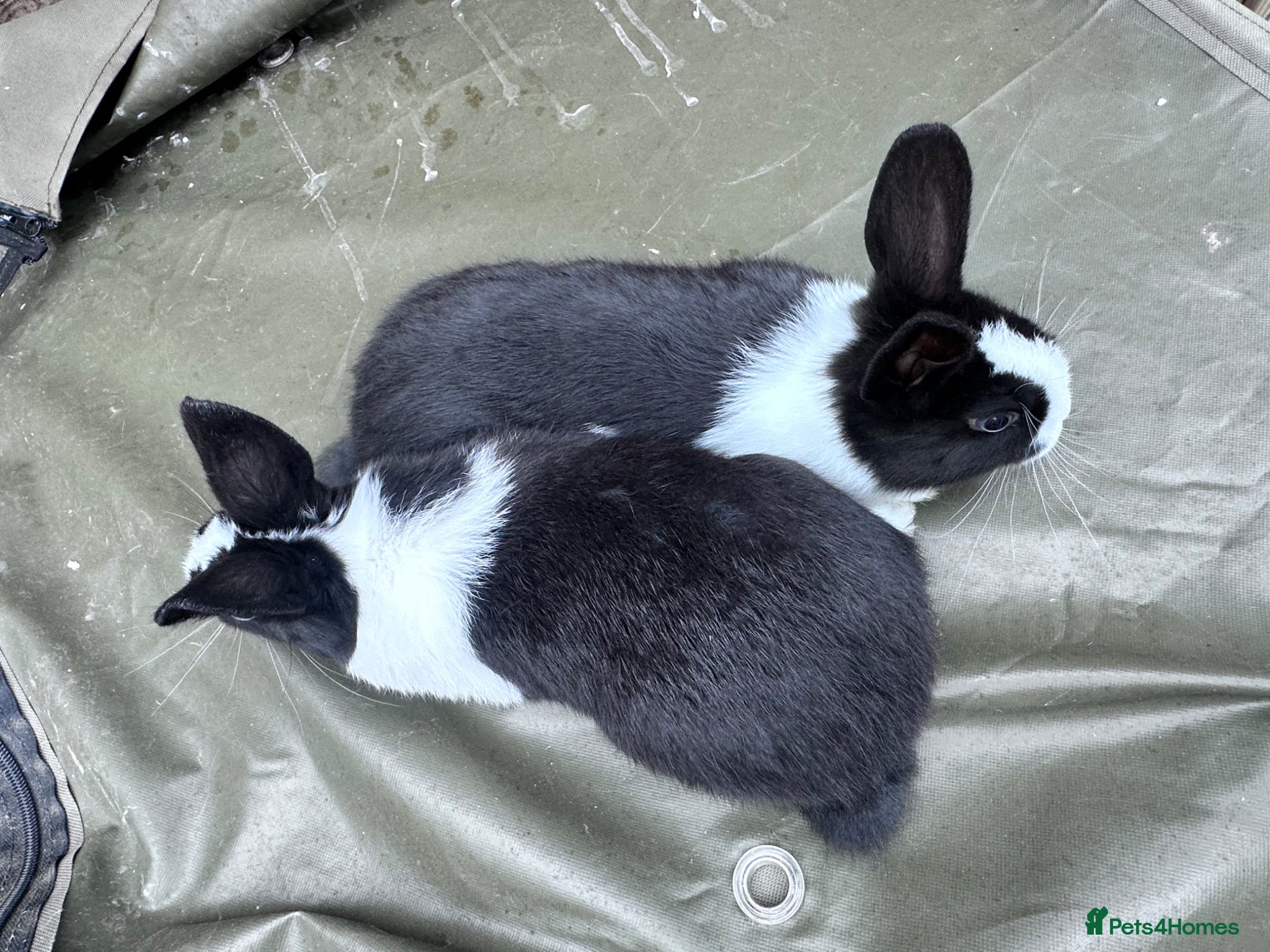 Mixed Breed rabbits Bunnies  - Advert 1