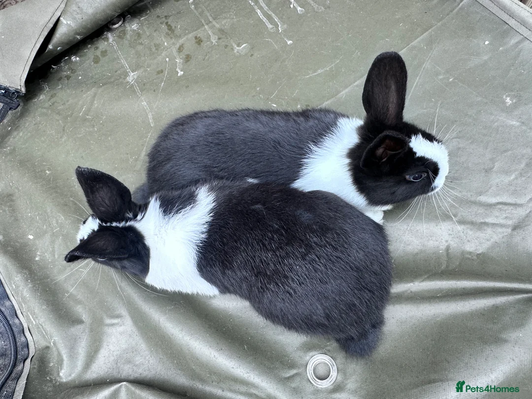 Mixed Breed rabbits for sale: Bunnies  - Advert 1