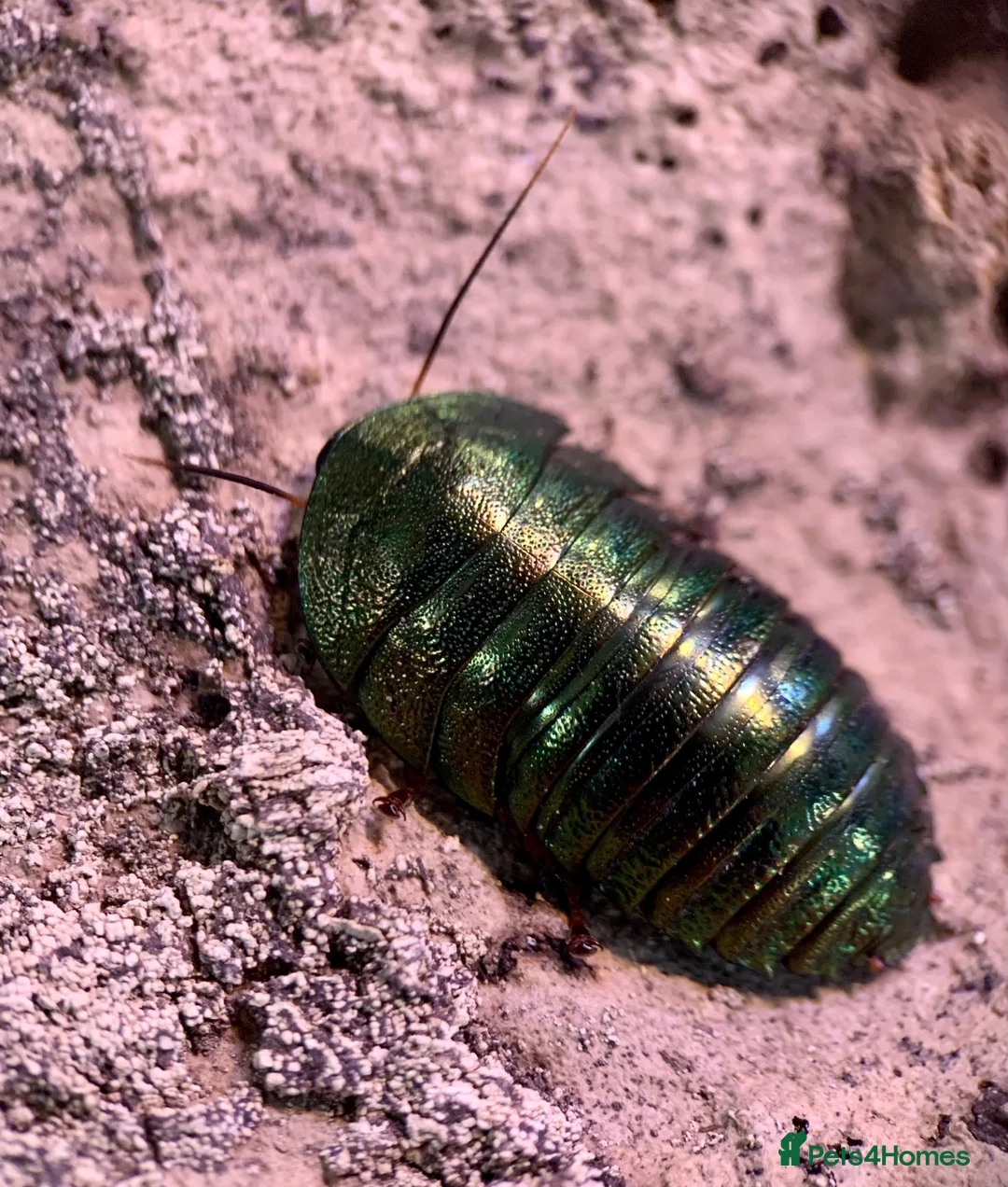 Cockroaches invertebrates for sale: 8x Nymphs of P. magnifica, the Emerald Cockroach - Advert 4