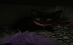 Mixed Breed cats for sale: Beautiful twin kittens  - Image 2